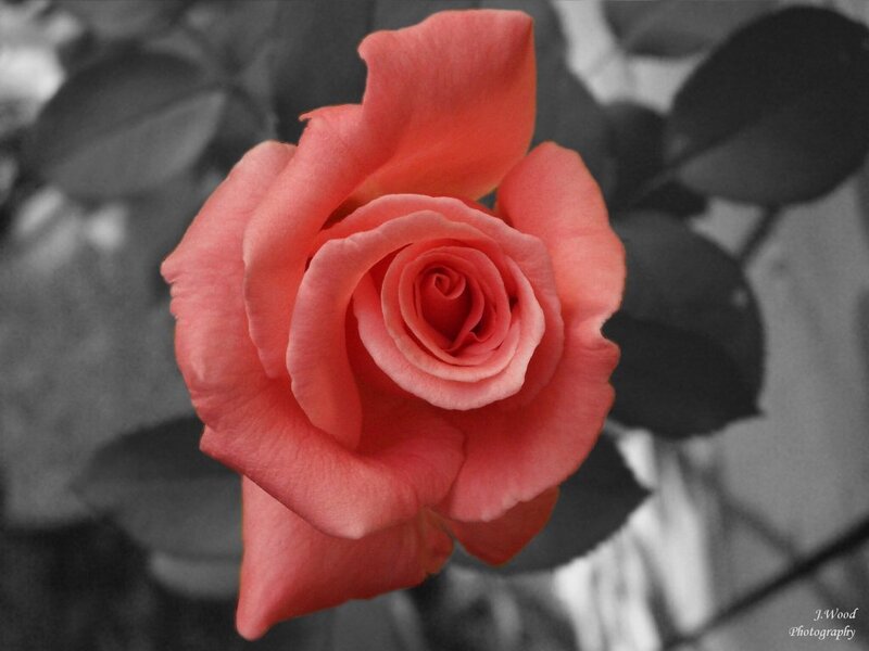 a single pink rose in focus