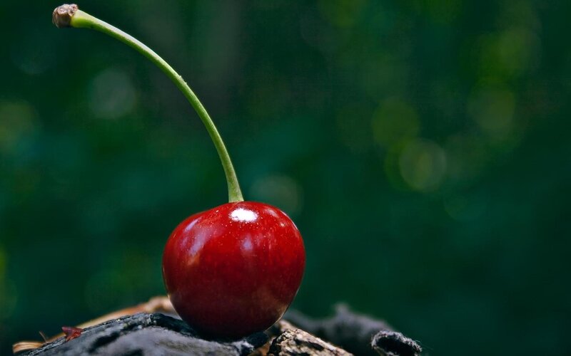 A single red cherry on a branch