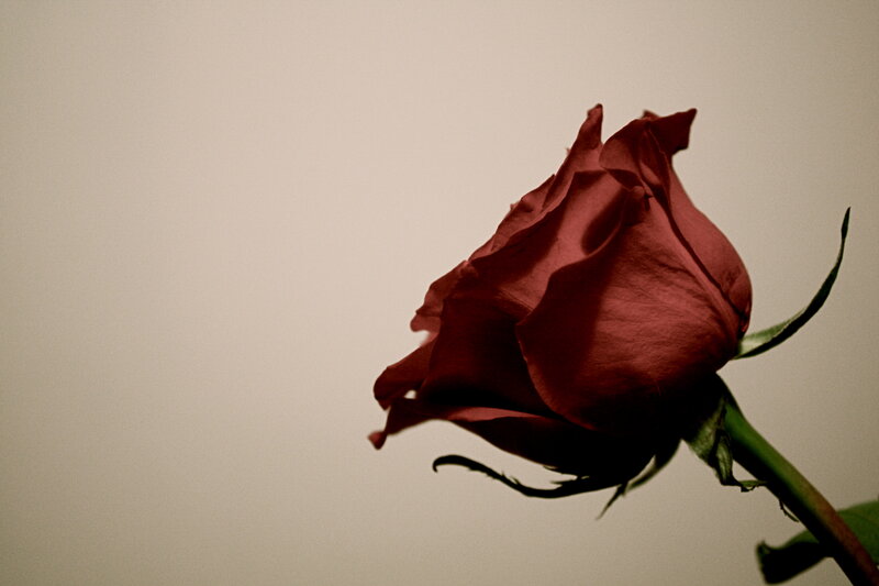 A single red rose