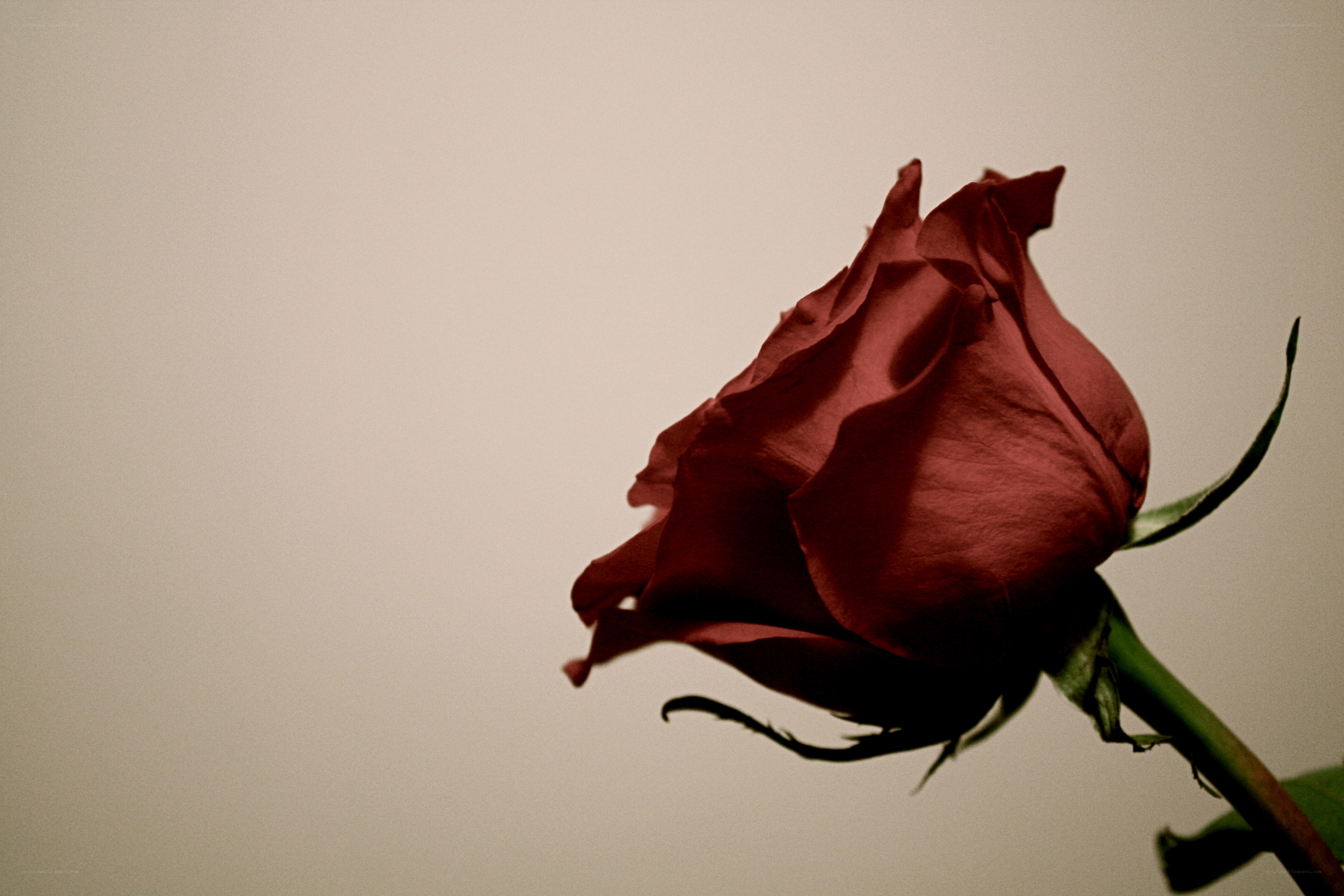 A single red rose