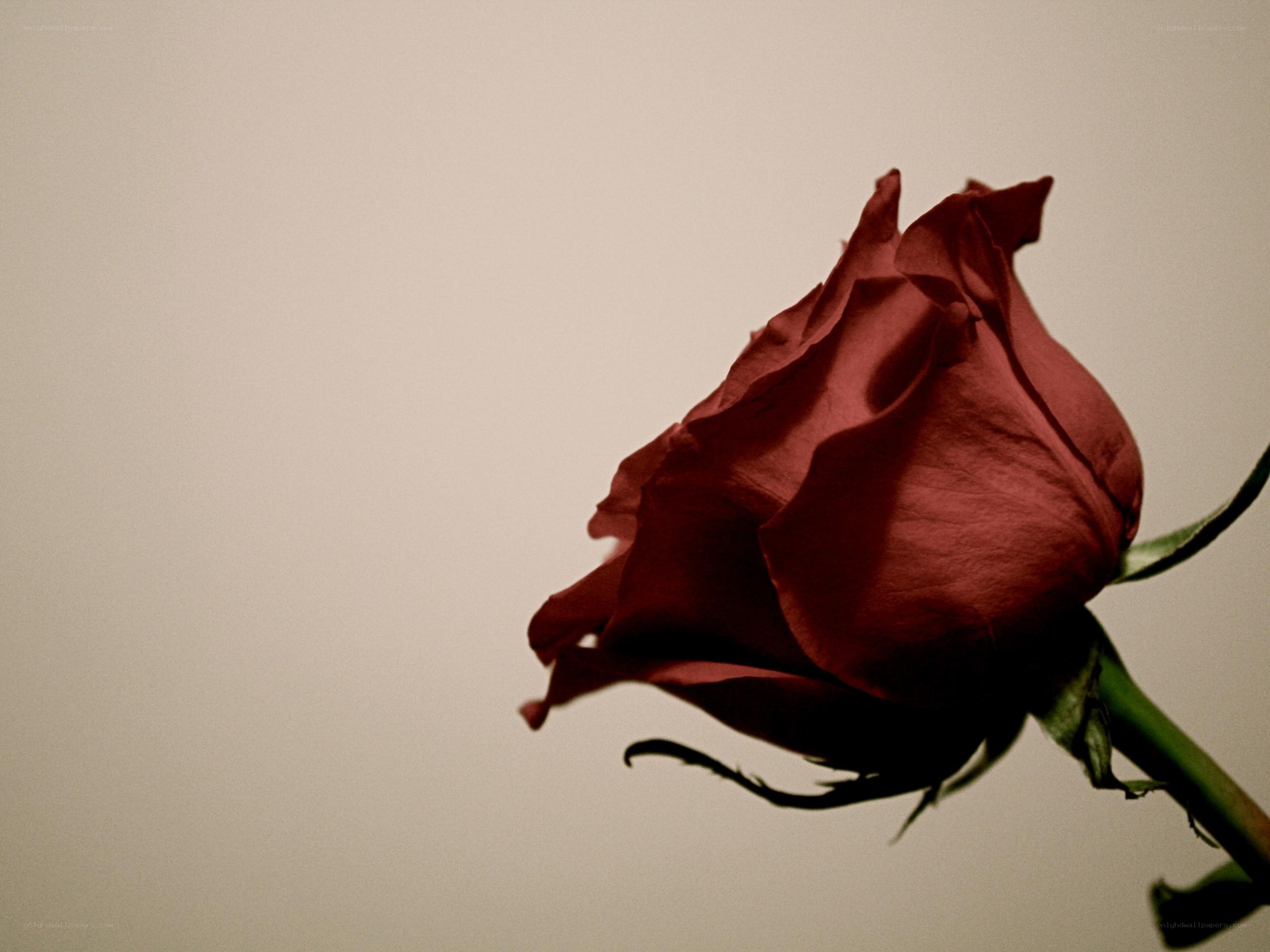 A single red rose