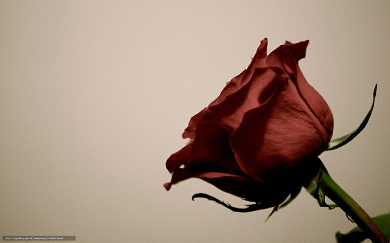 A single red rose