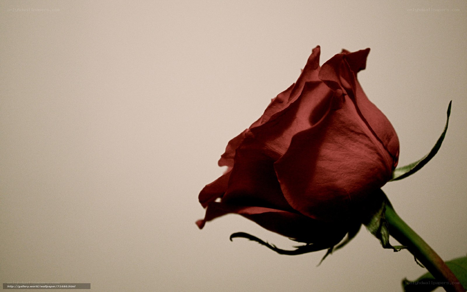 A single red rose