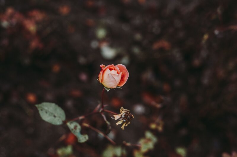 A single rose in bloom