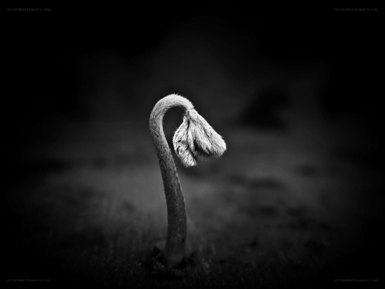 A single sprout in darkness