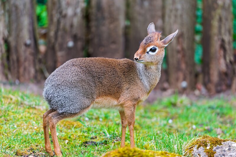 A small antelope in a forest