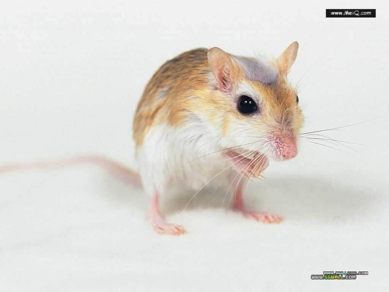 a small gerbil on a white surface