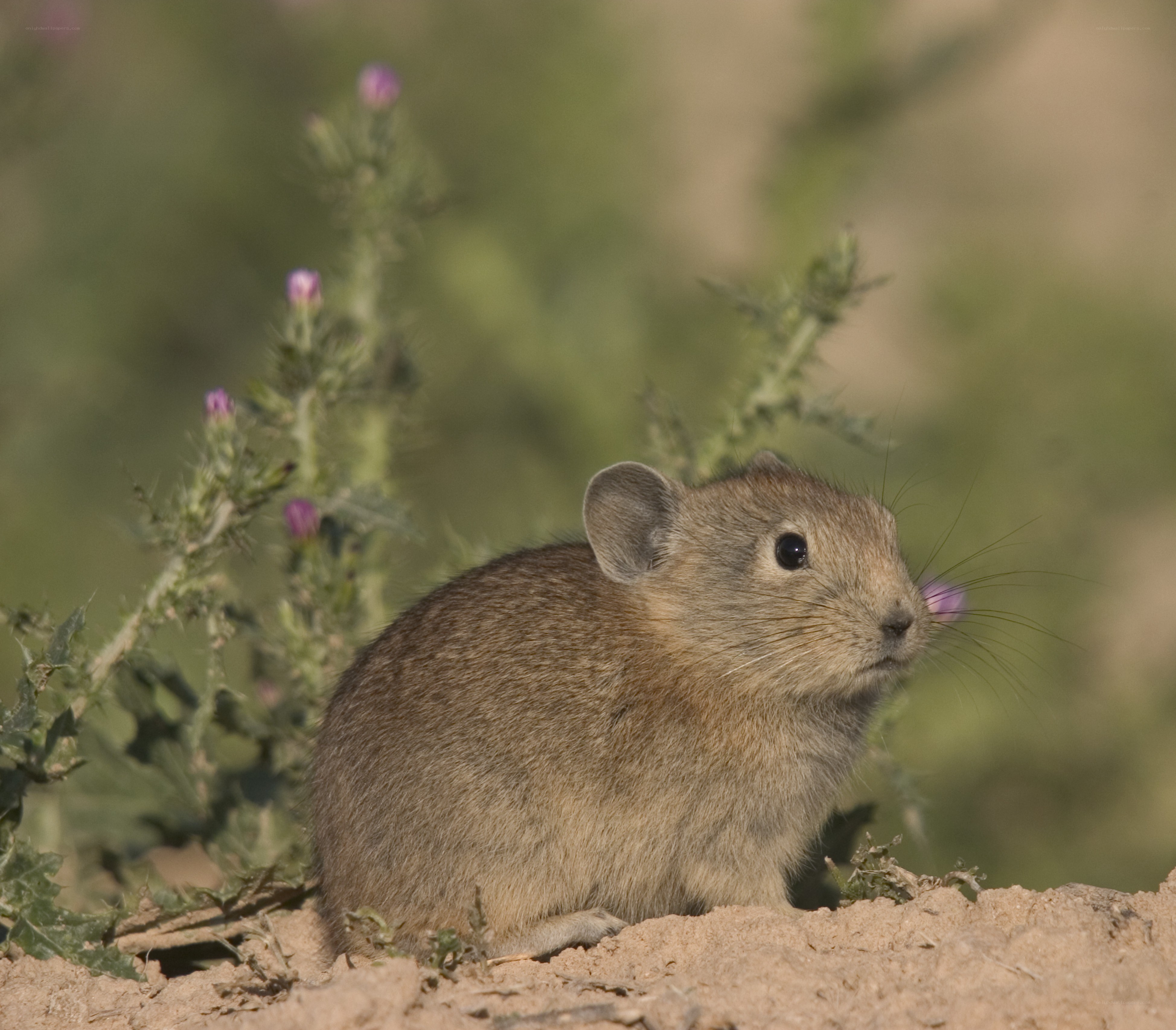 A small rodent in a natural setting