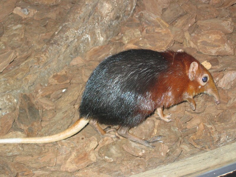 A small rodent with a long tail