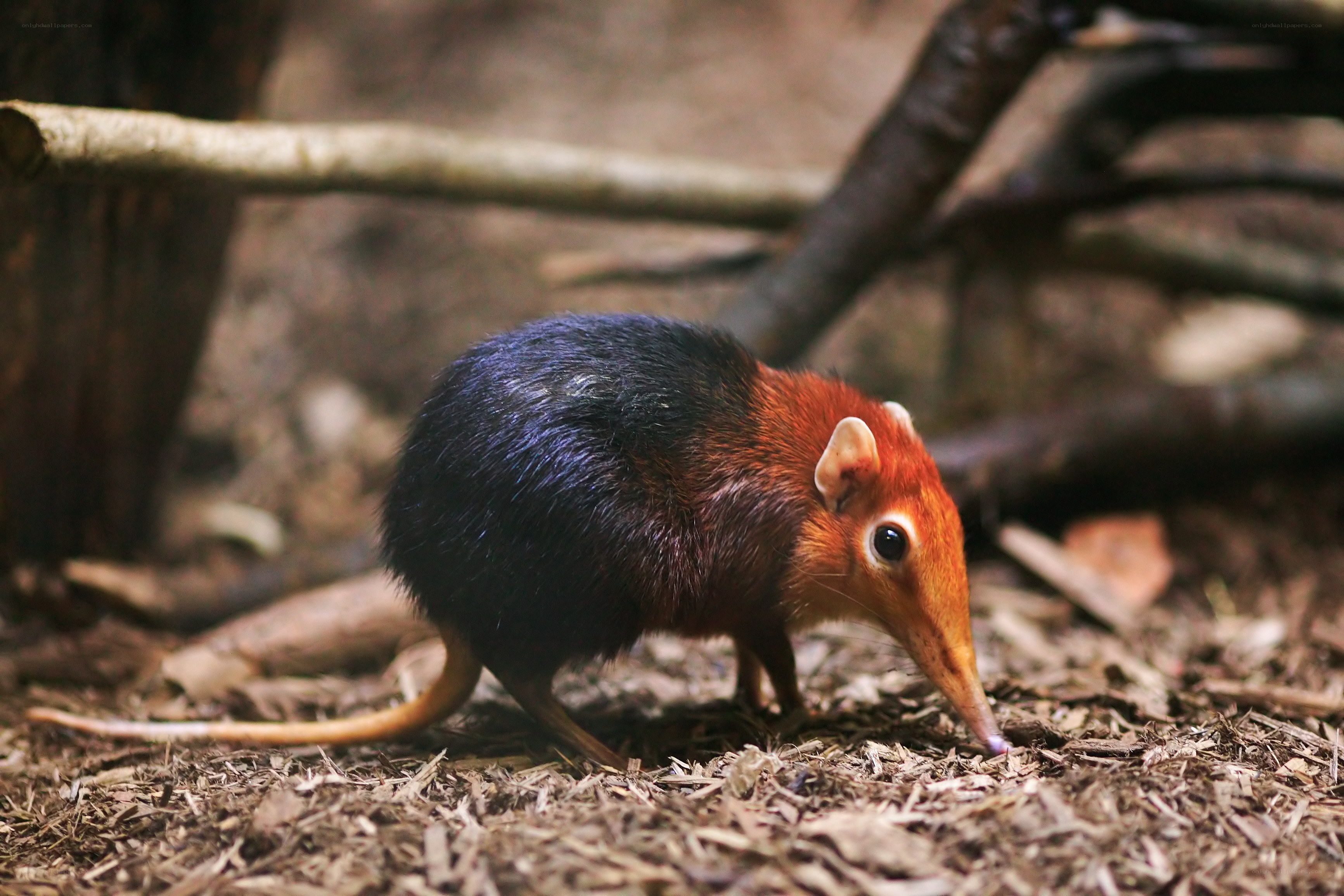 A small shrew-like mammal