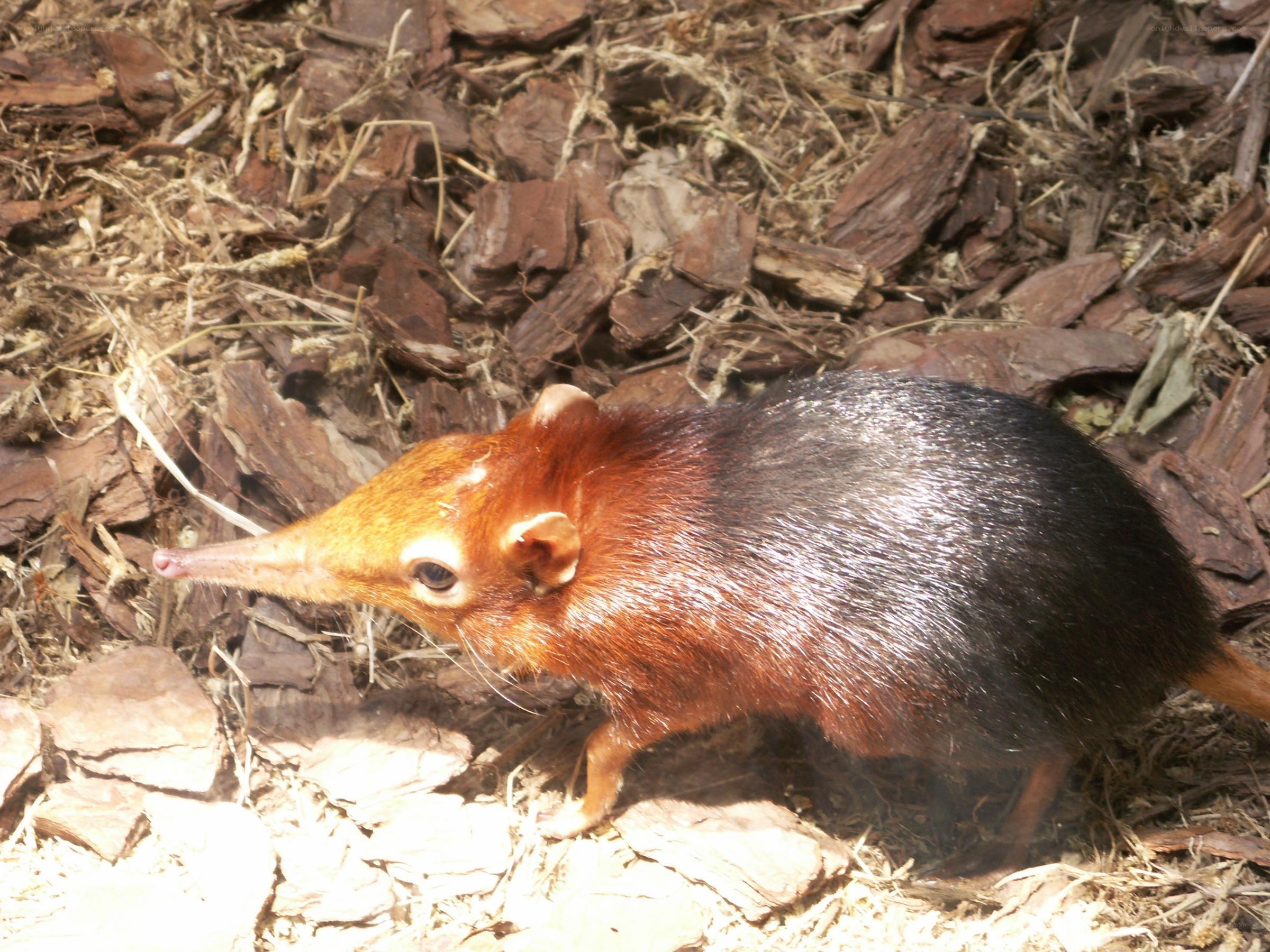 A small shrew-like mammal