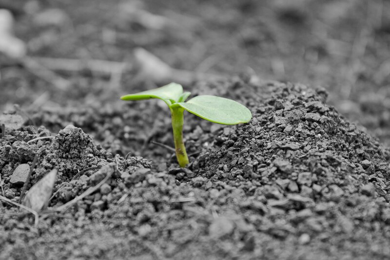 A sprout emerging from soil