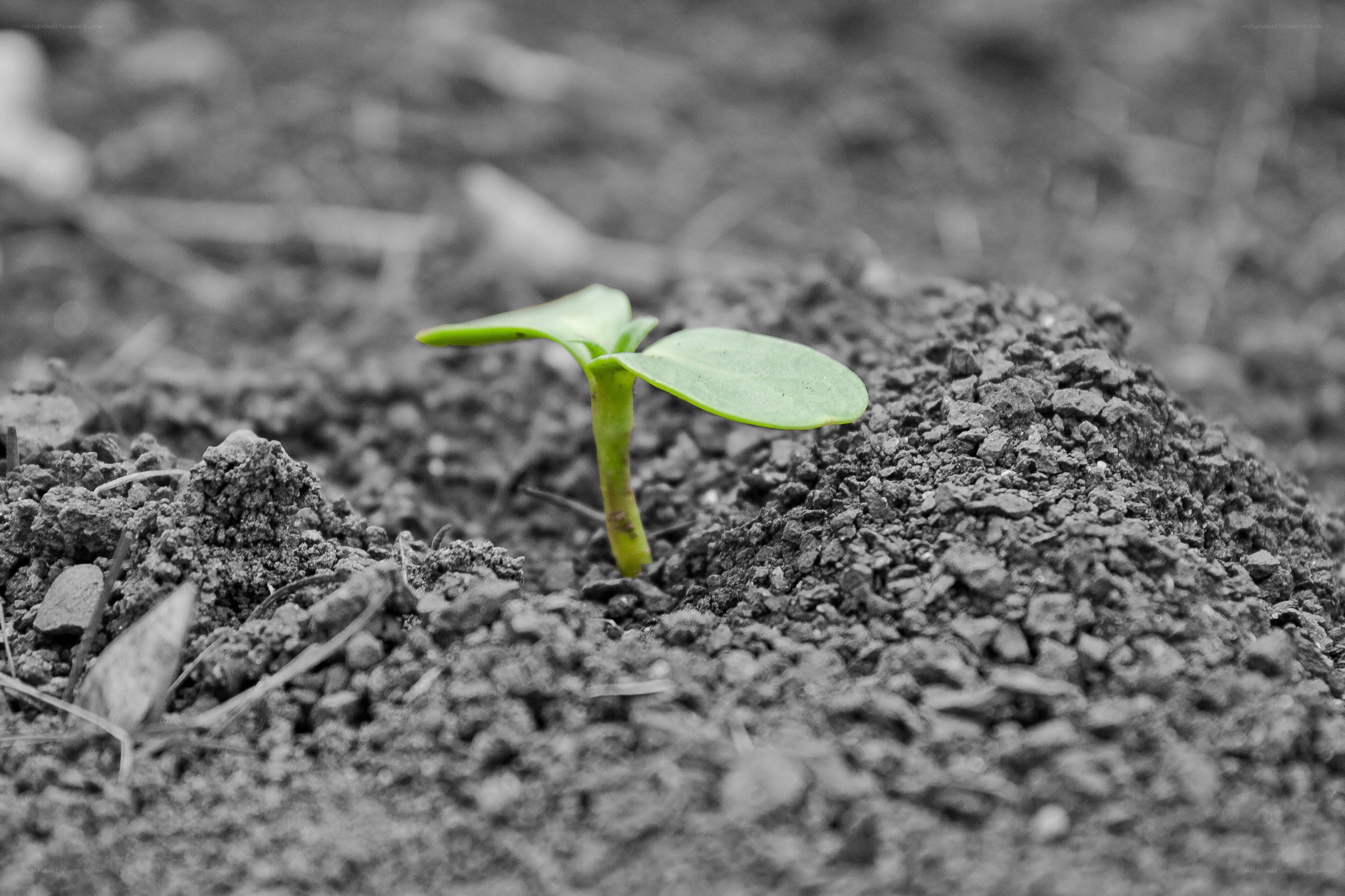 A sprout emerging from soil
