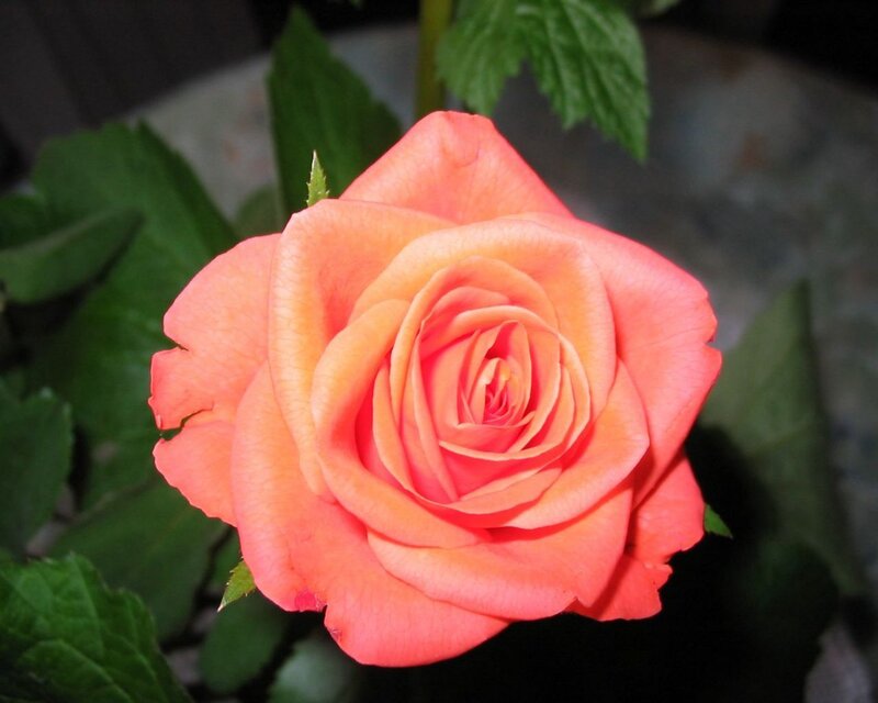 A vibrant orange rose in bloom