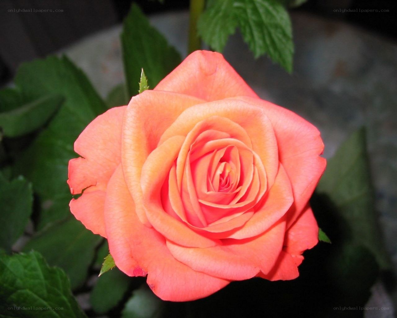 A vibrant orange rose in bloom