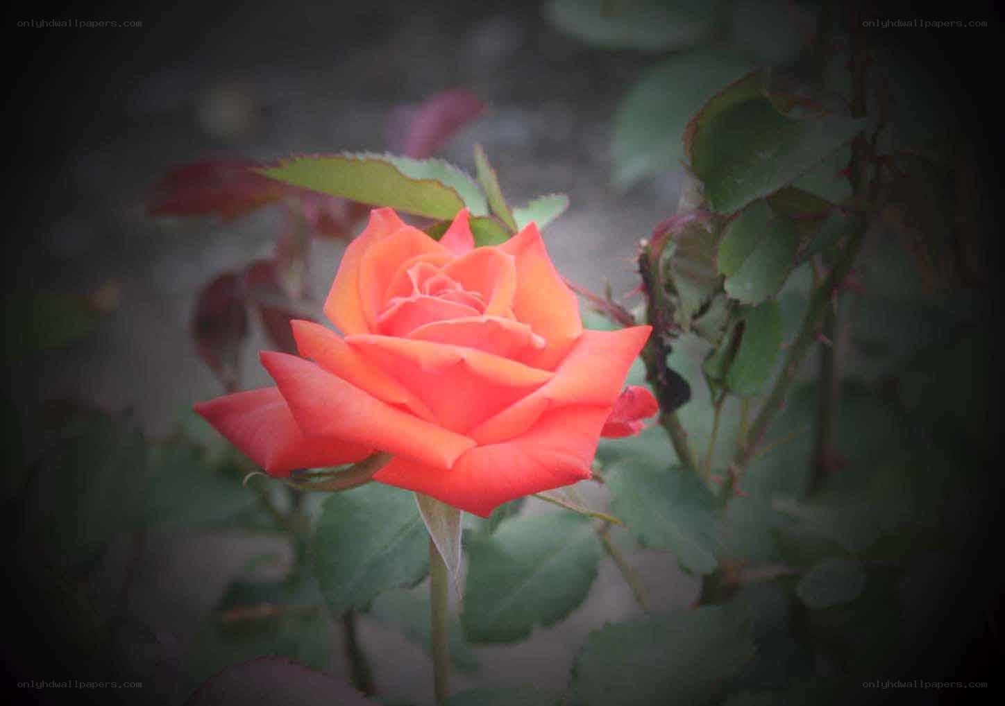 A vibrant orange rose in bloom