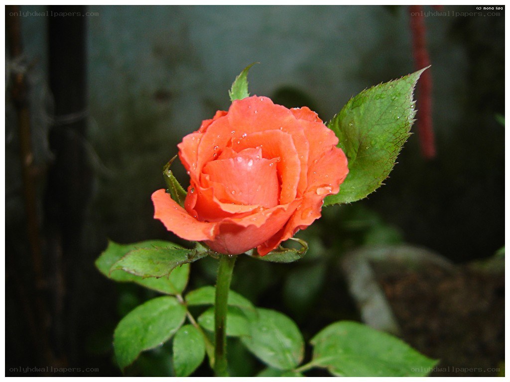 A vibrant orange rose with dew
