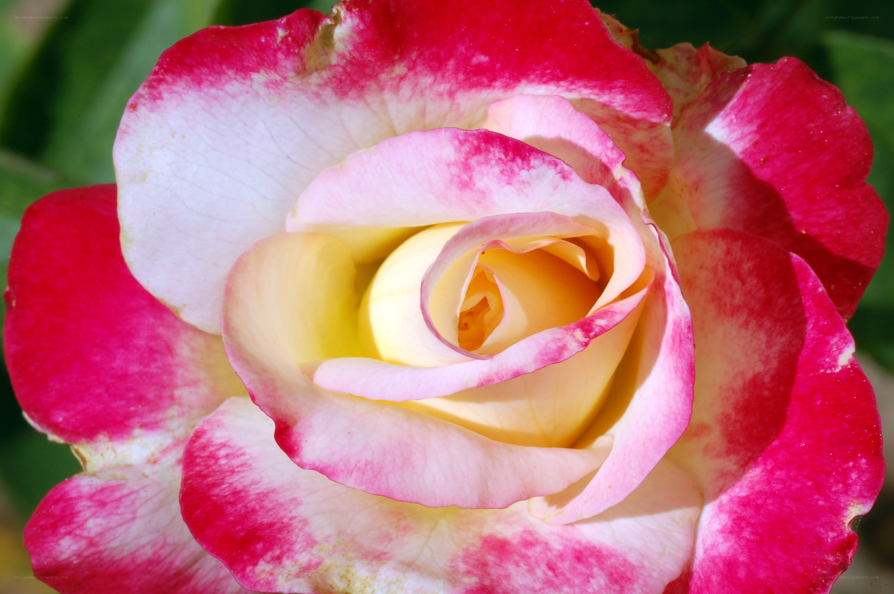 A vibrant pink and white rose