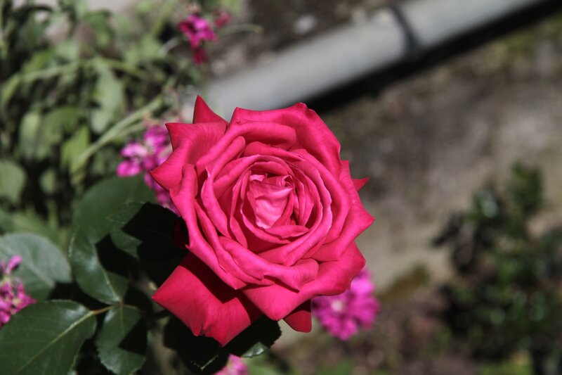 A vibrant pink rose in bloom