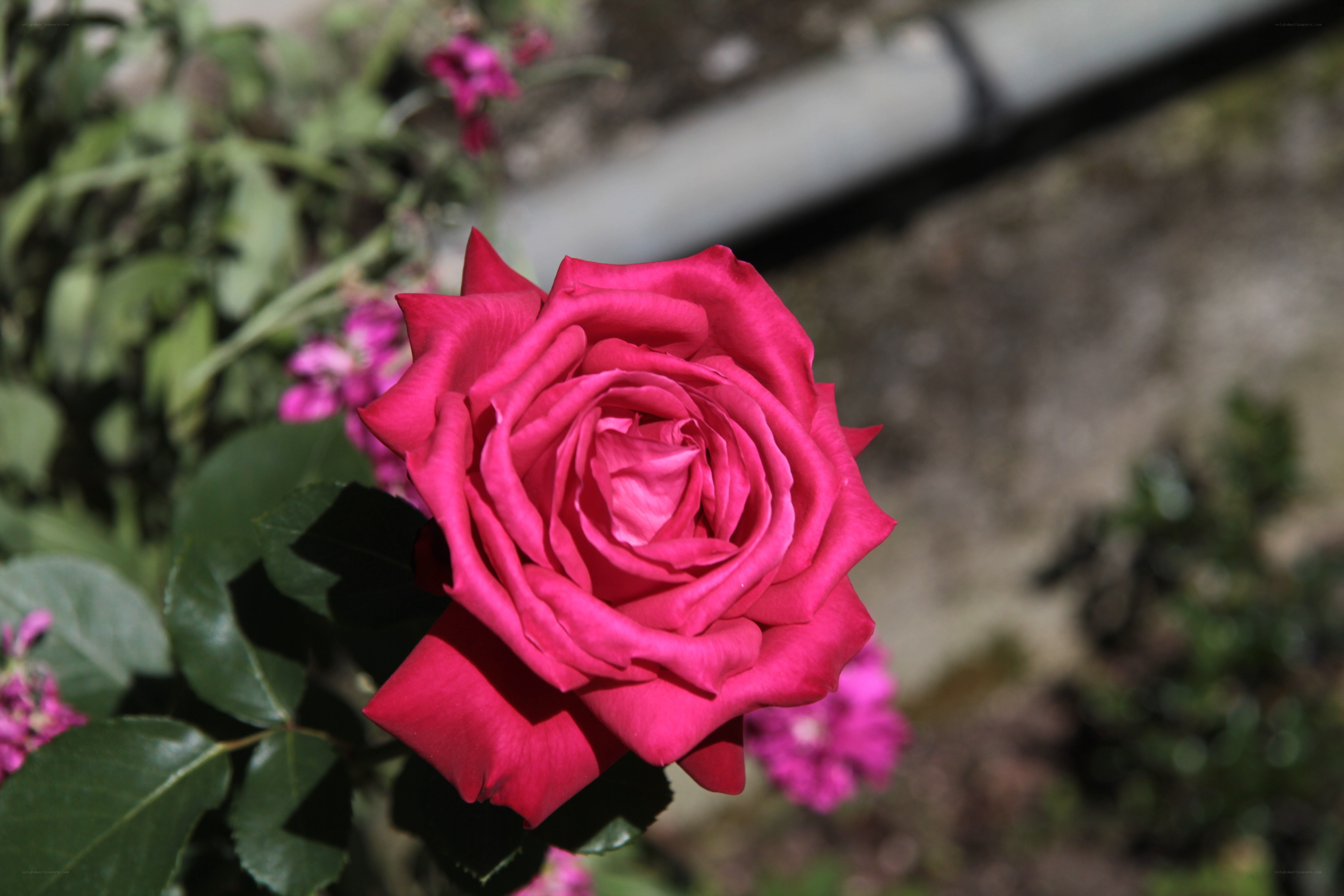 A vibrant pink rose in bloom