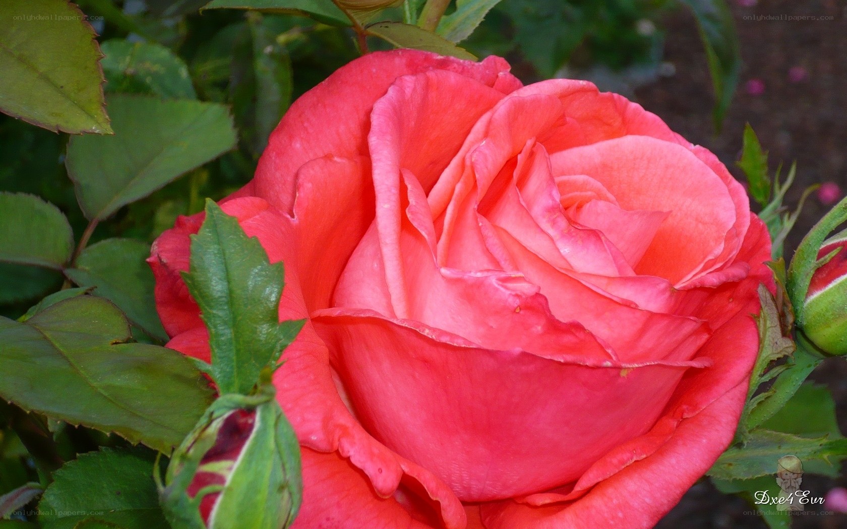 A vibrant pink rose in bloom