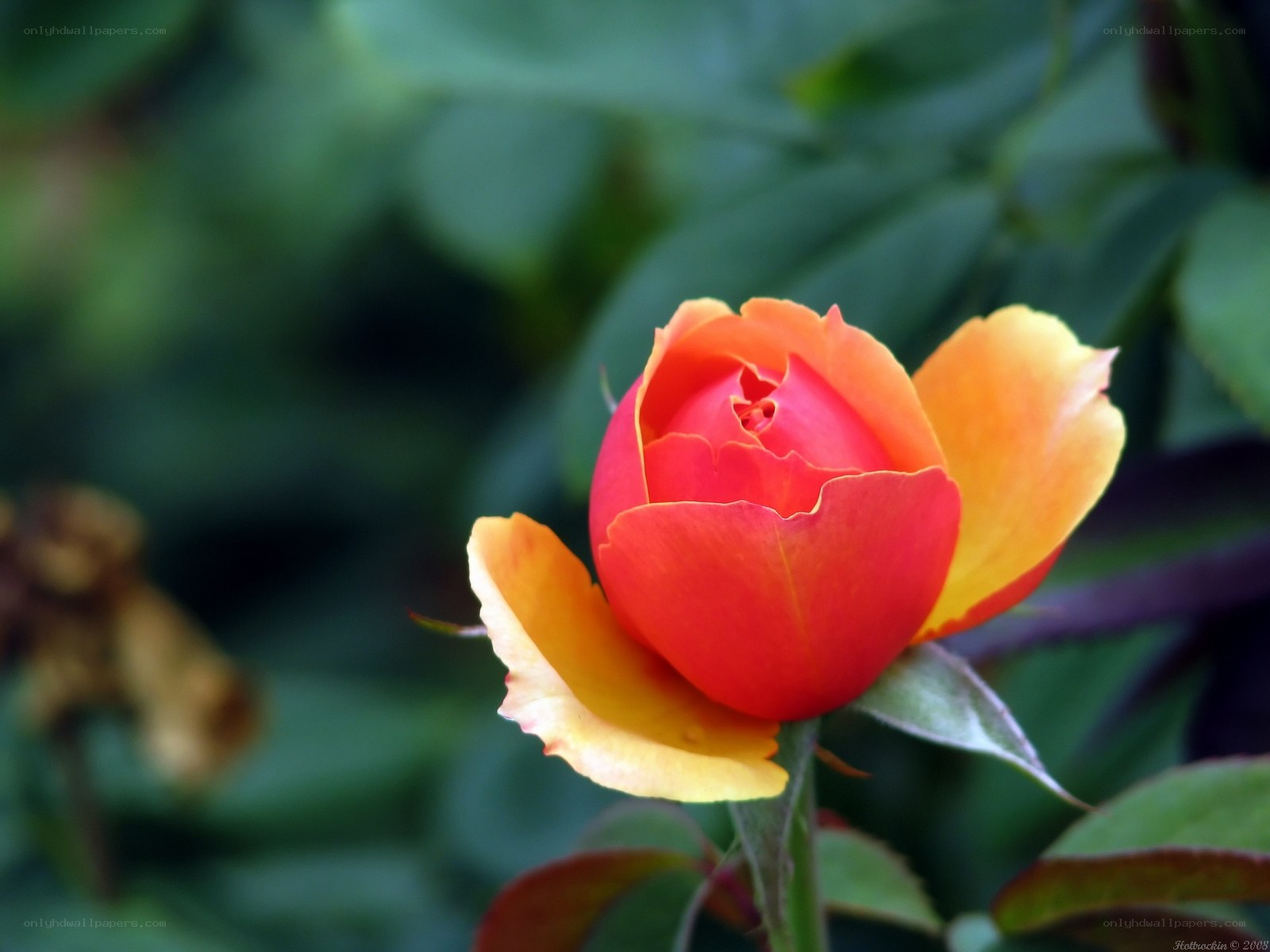 A vibrant red and yellow rose