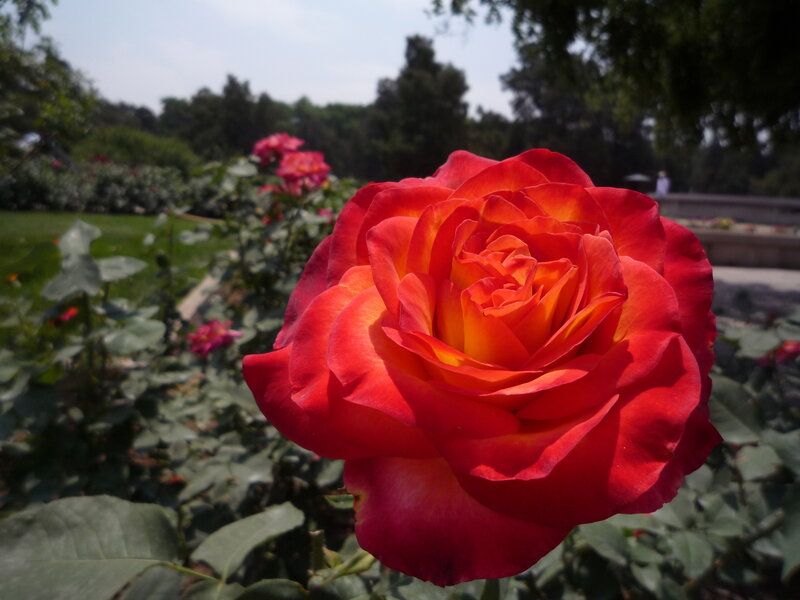 A vibrant red rose in a garden
