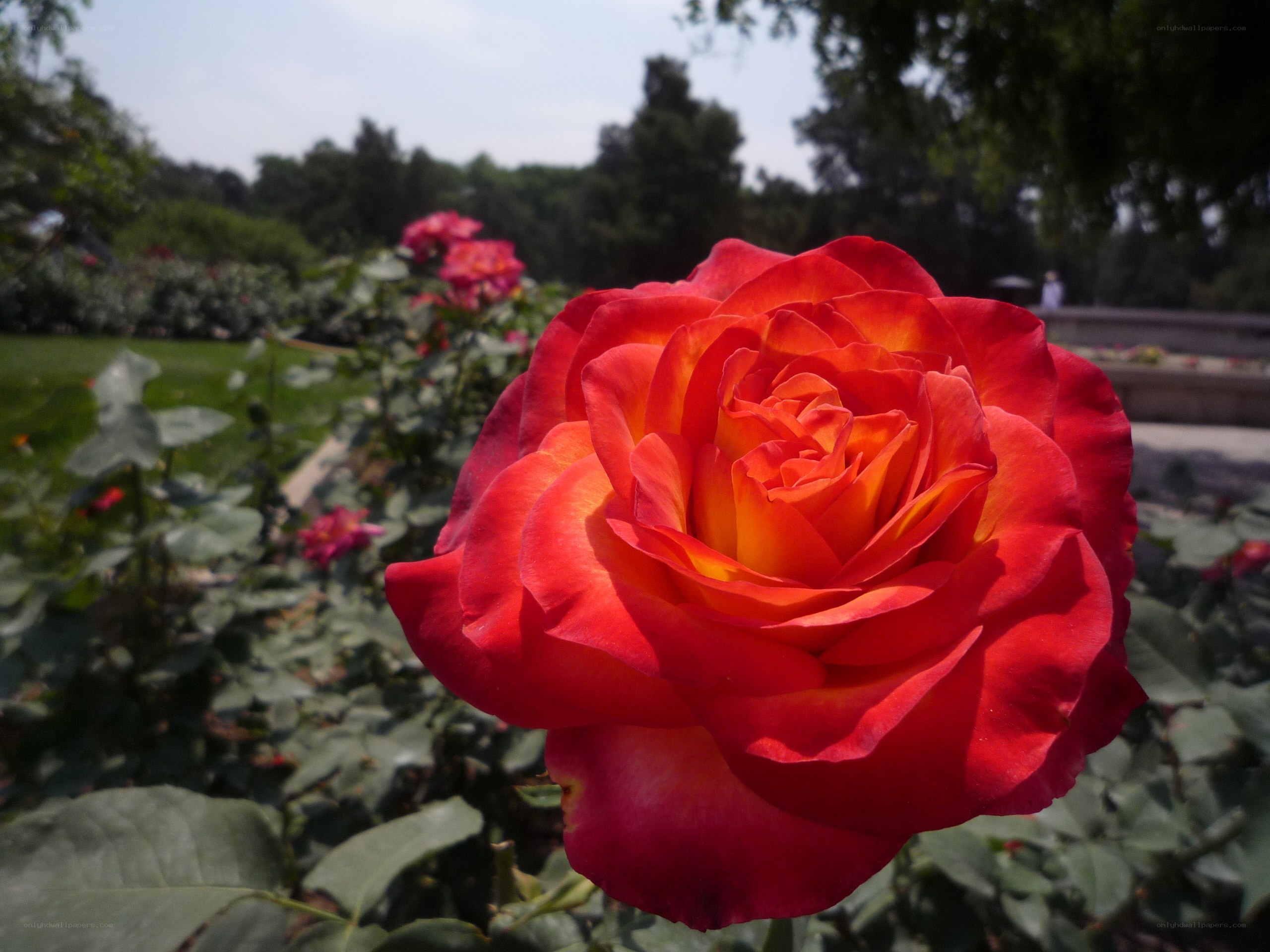 A vibrant red rose in a garden