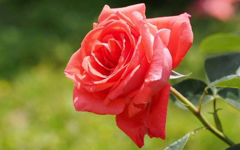A vibrant red rose in bloom