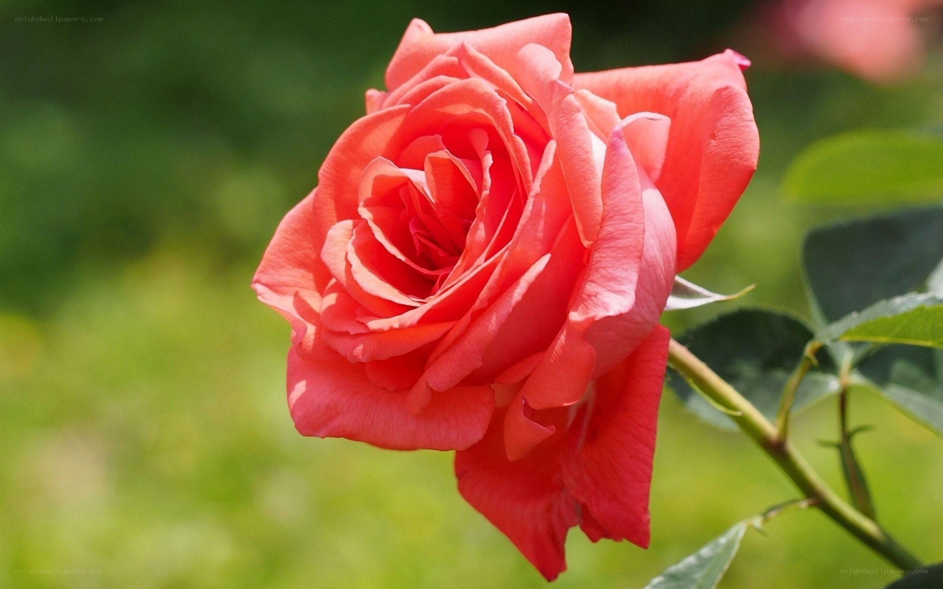 A vibrant red rose in bloom