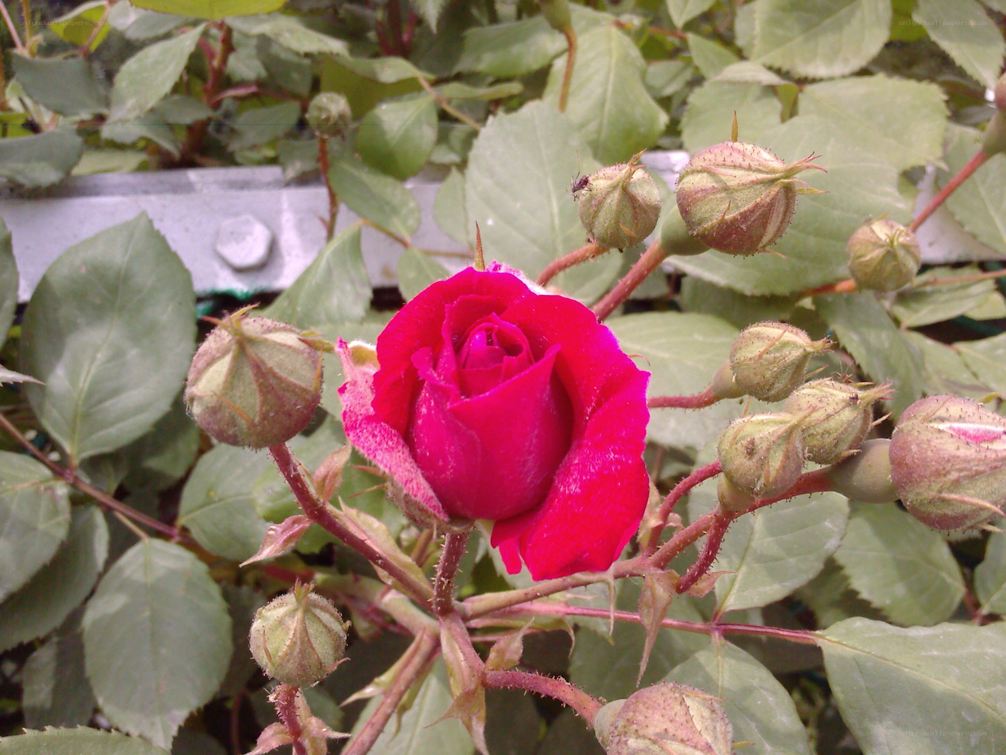 A vibrant red rose in bloom
