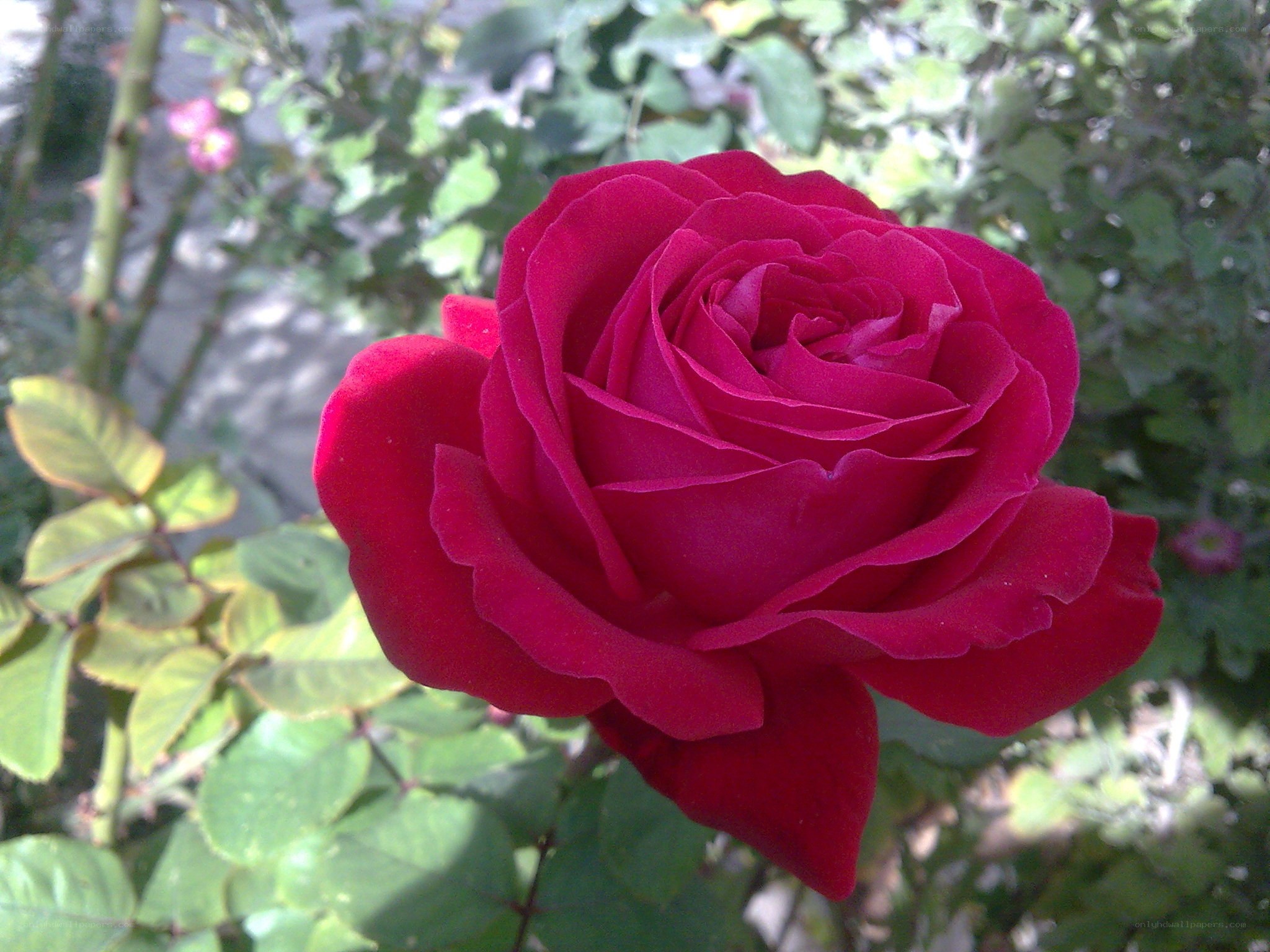 A vibrant red rose in bloom