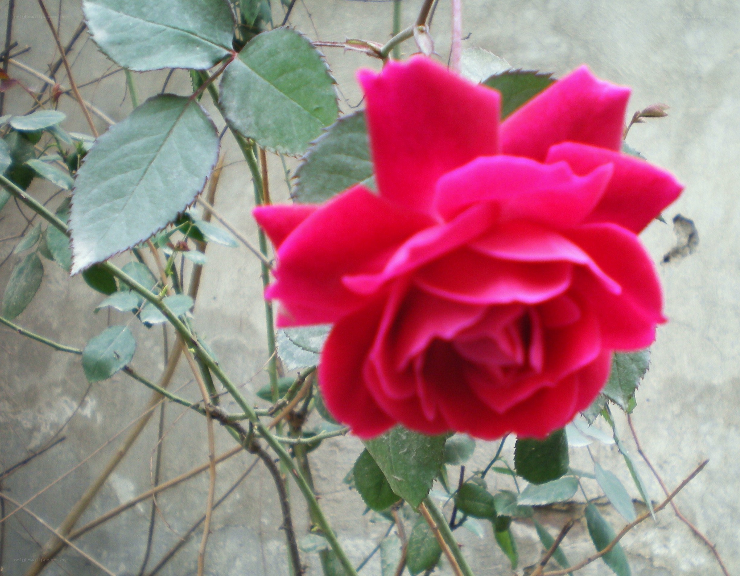 A vibrant red rose in bloom