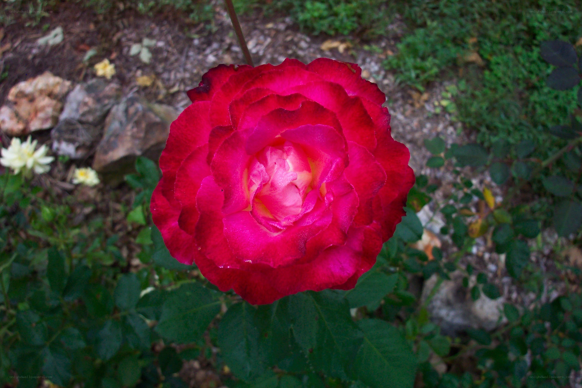A vibrant red rose in bloom