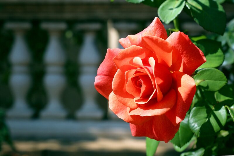 A vibrant red rose in bloom