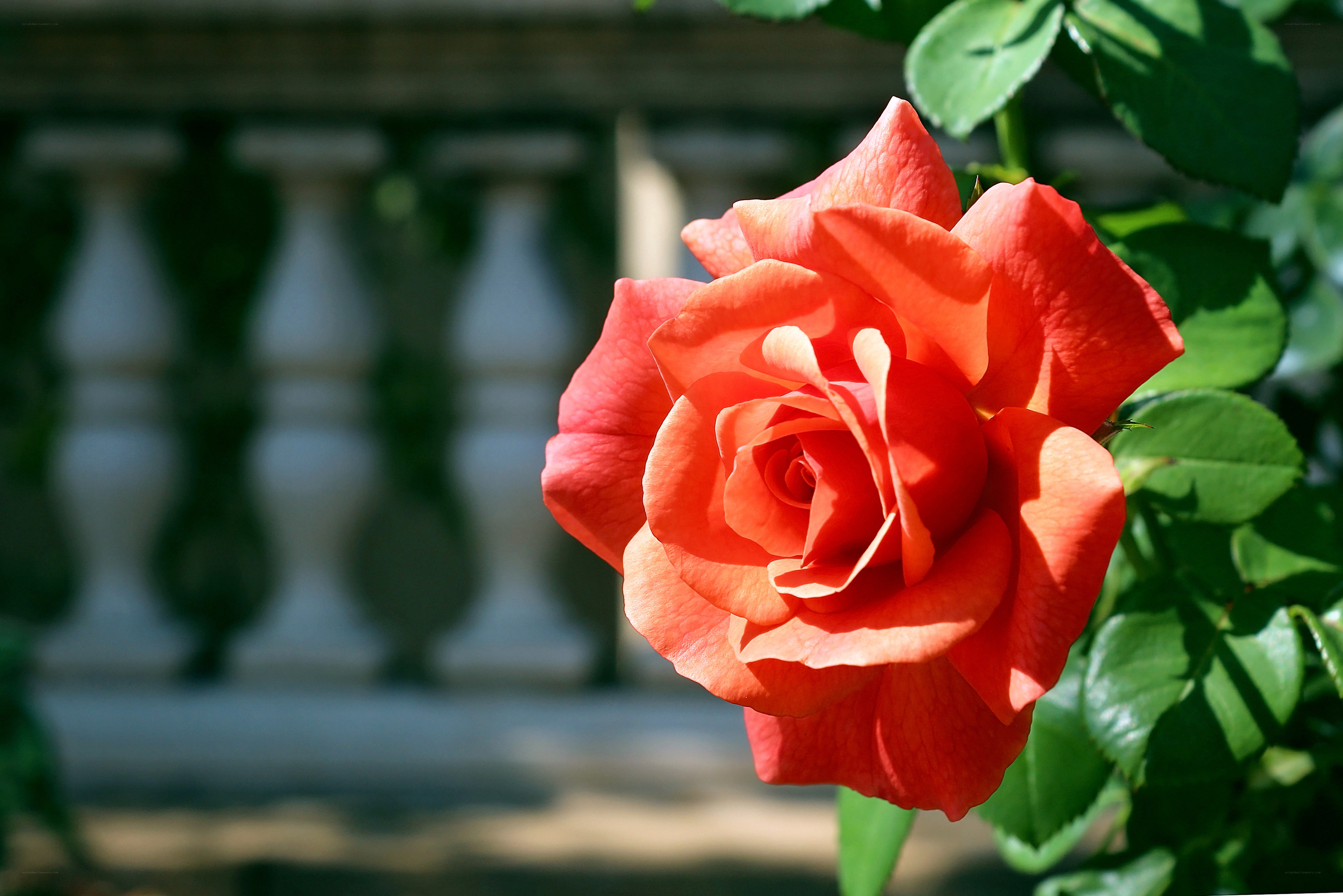 A vibrant red rose in bloom