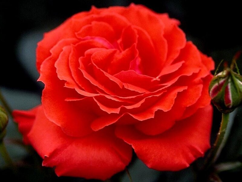 A vibrant red rose in full bloom
