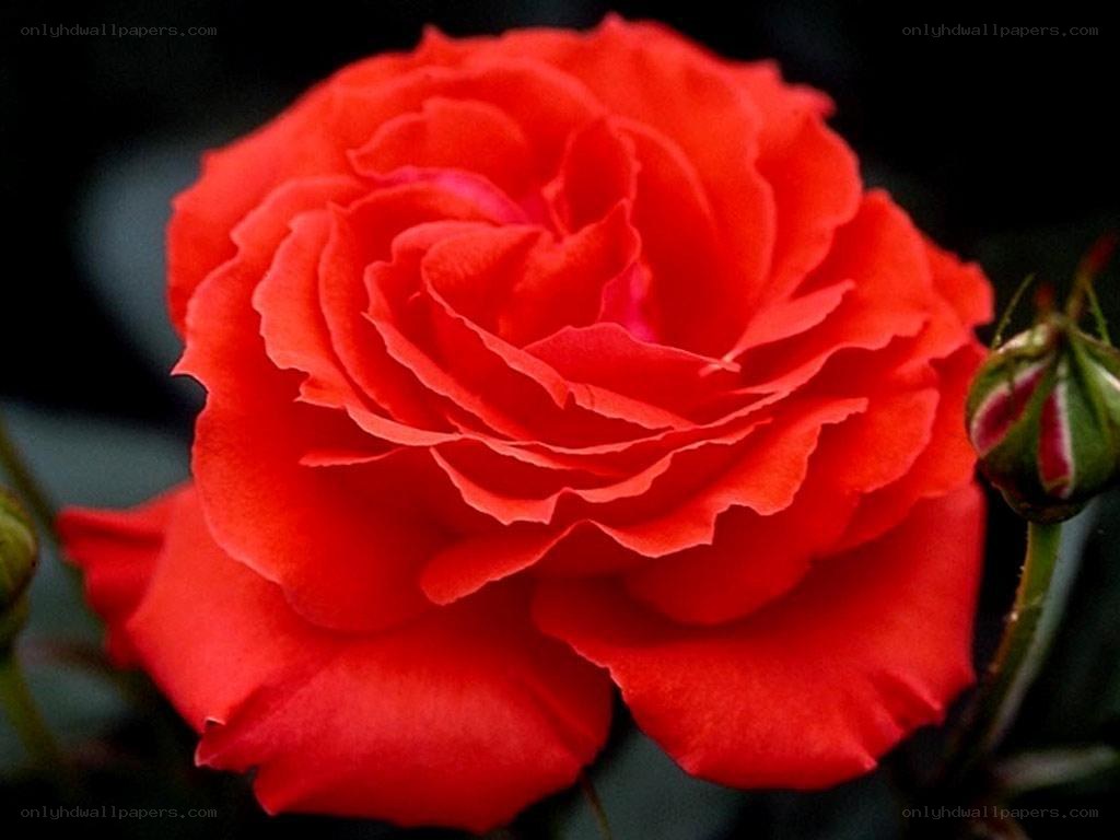 A vibrant red rose in full bloom