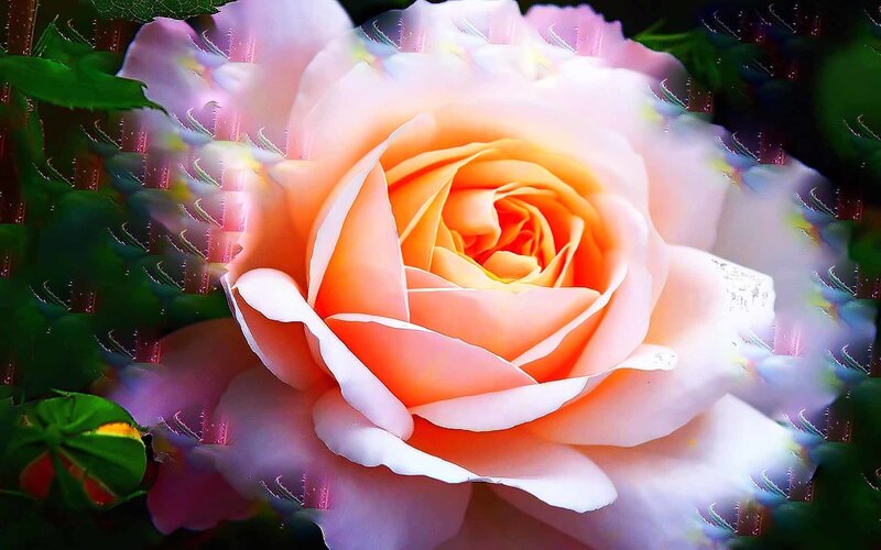 A vibrant rose with a digital glitch effect