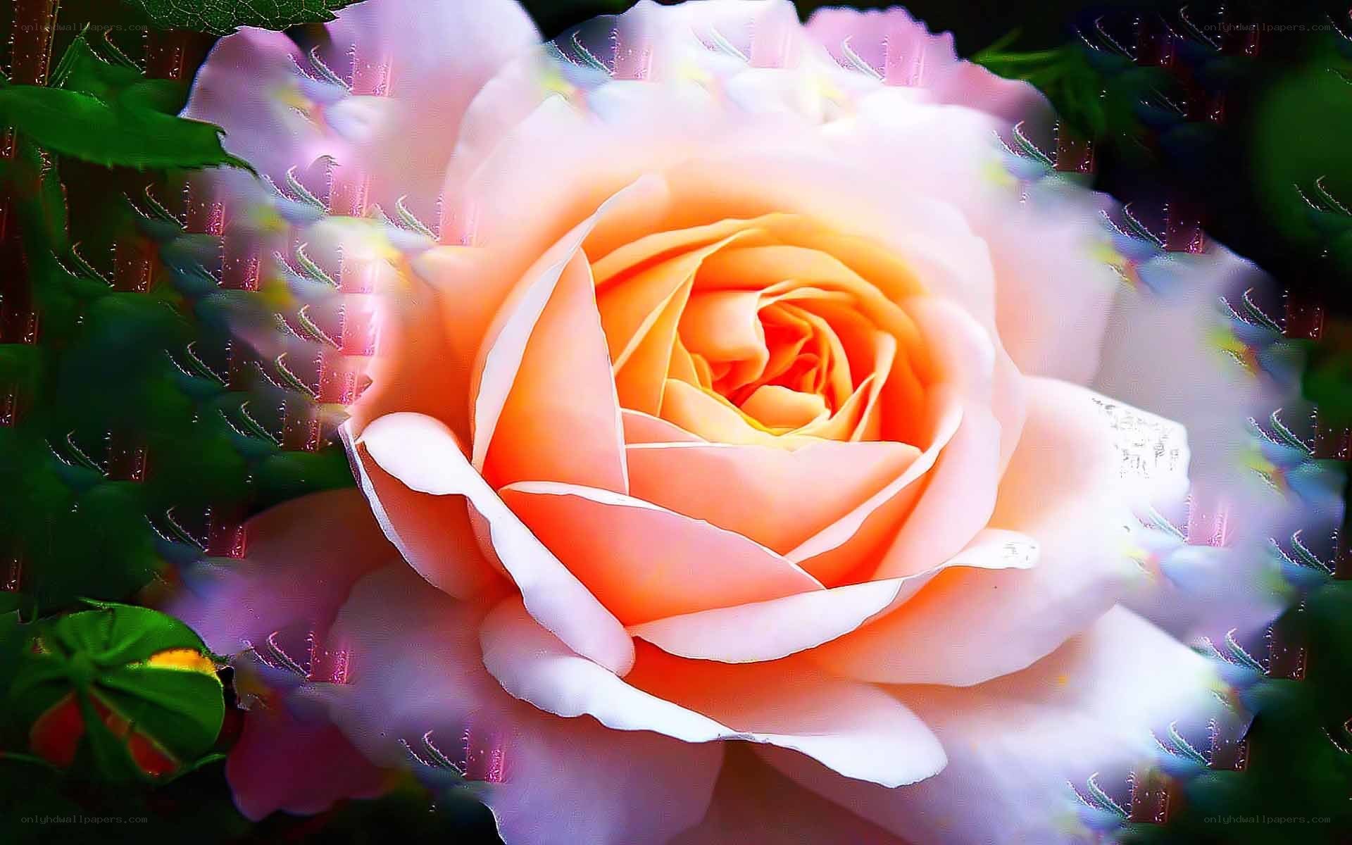 A vibrant rose with a digital glitch effect
