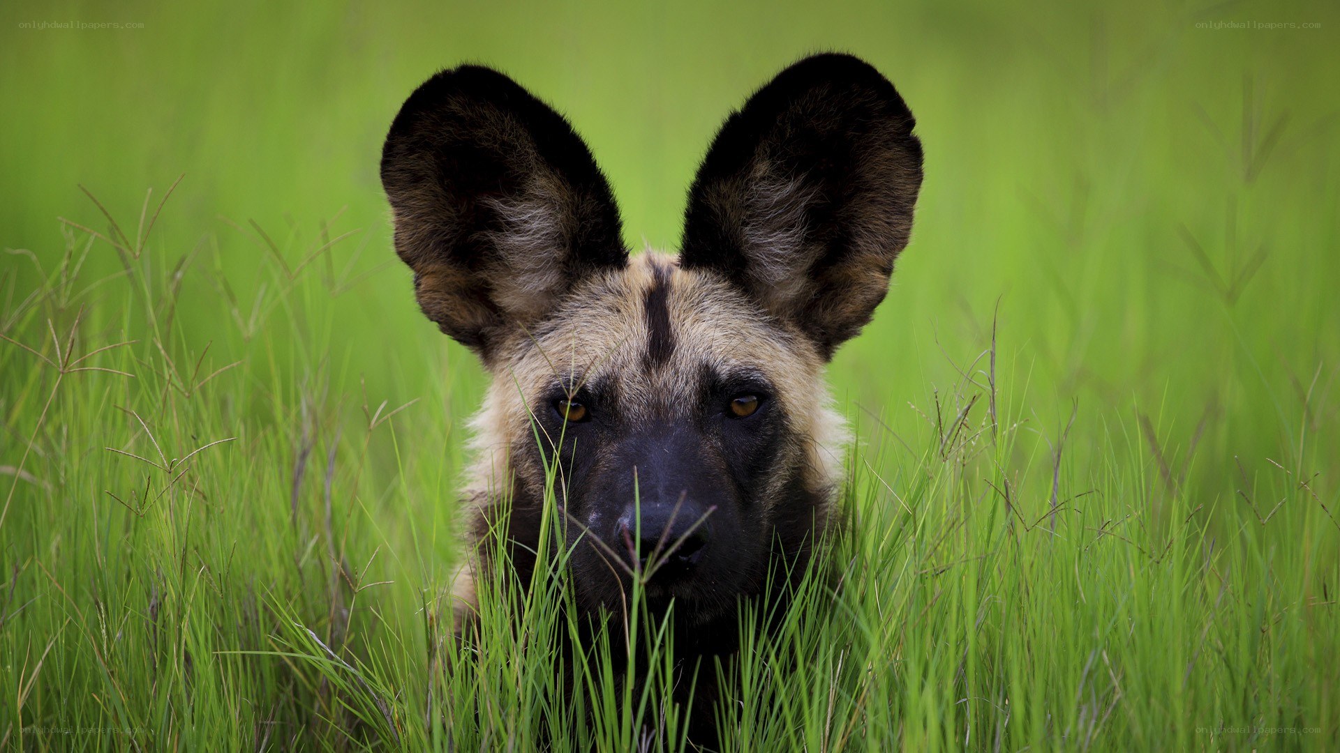 A wild dog in tall grass