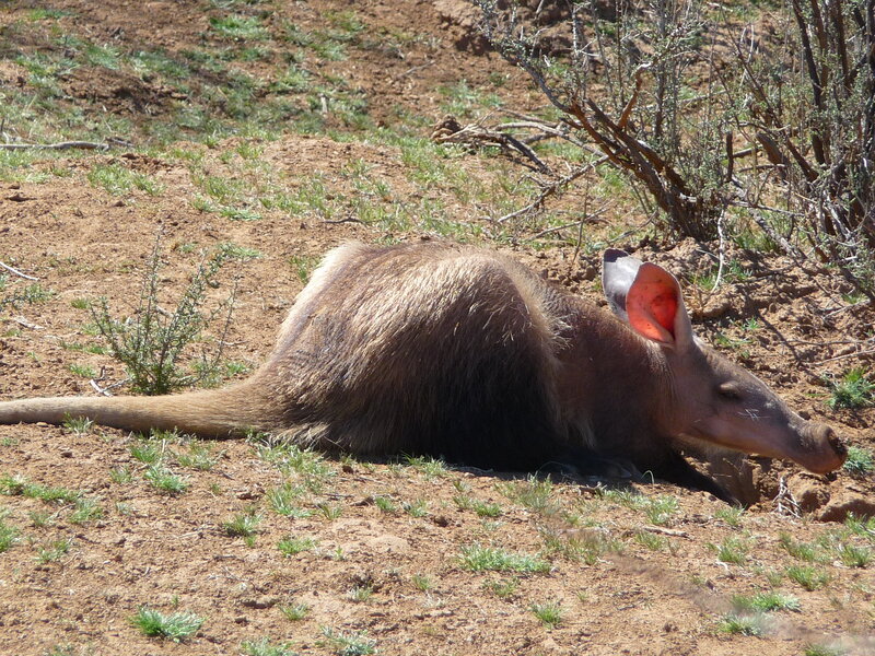 Aardvark Lying on Ground