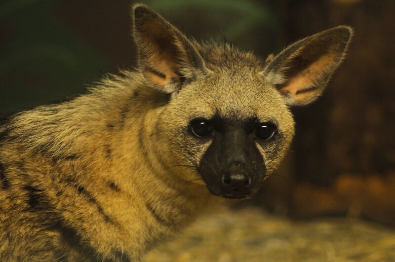 Aardwolf in Close-up