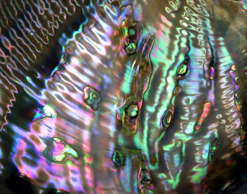 Abalone Shell Interior