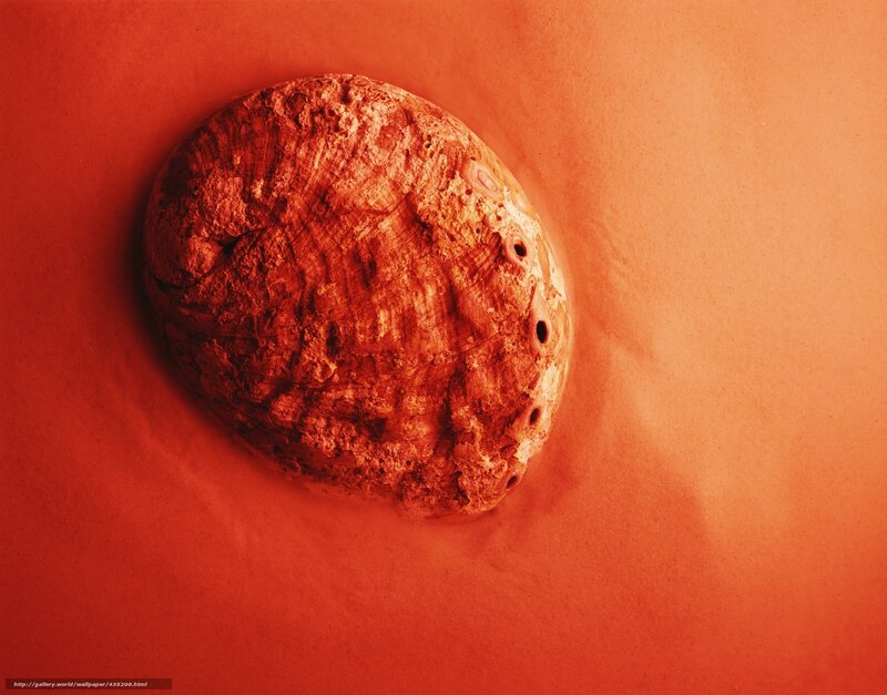 abalone shell on red sand