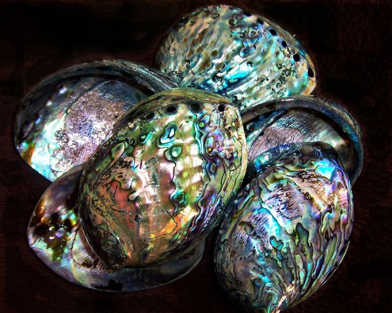 Abalone Shells