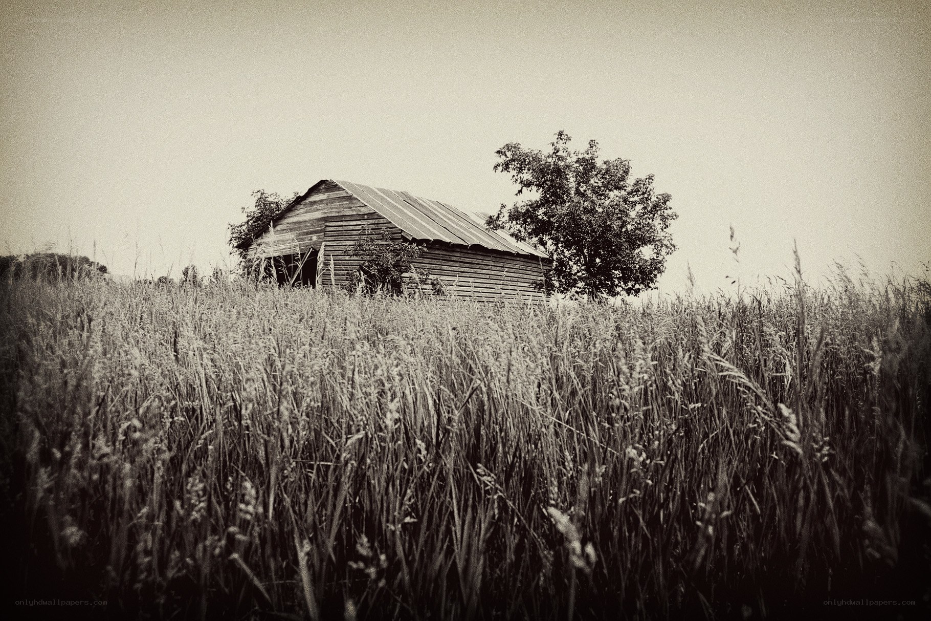 Abandoned barn in a field