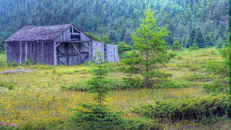 Abandoned barn in a wildflower field