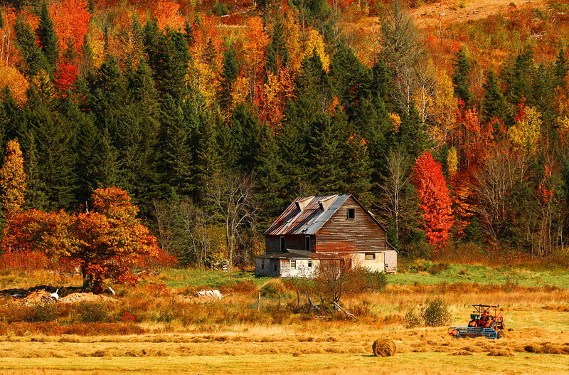 Abandoned Barn in Field — Orange, Serene
