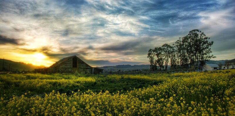 Abandoned Barn in Field — Yellow, Serene